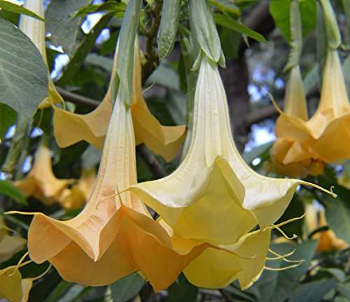 Brugmansia Araborea Arancione | 20 semi