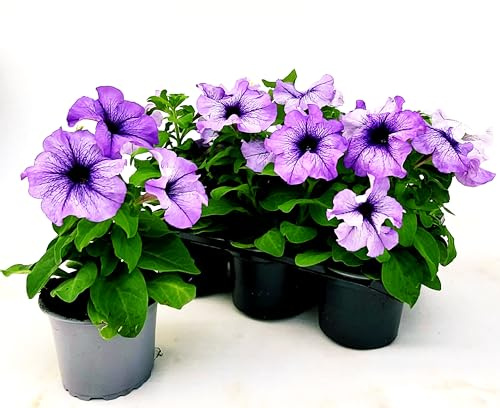 POWERS TO FLOWERS - CALIBRACHOA, PETUNIA, POTUNIA, SURFINIA AZZURRA, 6 PIANTE, piante vere