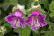 Cobée grimpante Violet Blue Bells - Cobea scandens 5 Graines