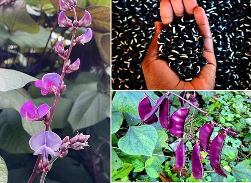 Hyacynth Beans | Organic | Lablab 10 seeds