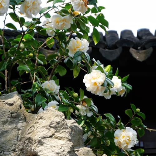 semi resistenti di camelia verdi, decorazione del giardino esterno di camelia selvatici da balcone arbusti ti resistenti perenni primaverili, 85pcs