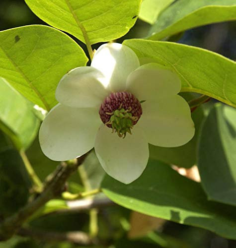 Sommer Magnolie 60-80cm - Magnolia sieboldii - lebende Gartenpflanze aus den Baumschulen