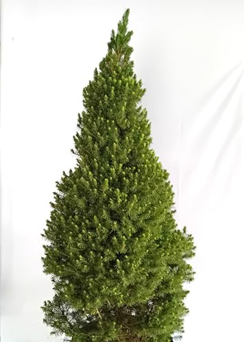 Kanadische Zuckerhut - Fichte Picea Glauca Conica 50-60 cm winterhart Freilandaufzucht
