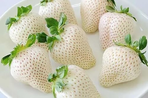 FRESA BLANCA JAPONESA, 50 SEMILLAS