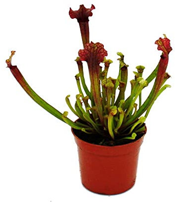 Exotenherz Schlauchpflanze - Sarracenia Judith - Fleischfressende Pflanze - 9cm Topf