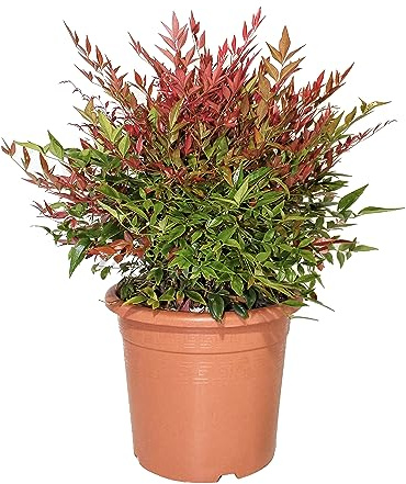 KENTIS - Nandina Domestica Obsessed ® – Winterharte Pflanzen für Garten – Hoch 60-70 cm Topf Ø 24 cm