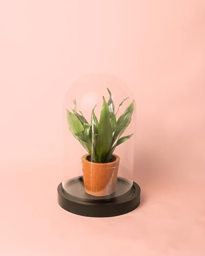 Cúpula Mini Planta | Terrario Plantas Cristal | Pur Plant