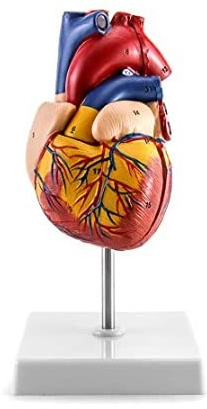 Menschliches Herzmodell Scientific Menschliches Herz Modell für Anatomie 2-Teilige Lebensgröße Herzmodelle mit mit 34 Anatomischen Markierungen und PVC Basis für Schulunterricht