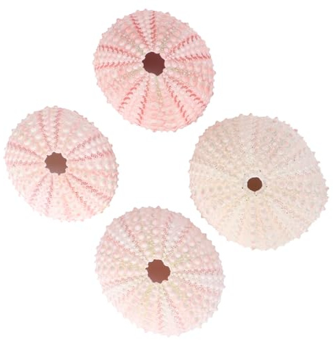 BESPORTBLE Muschel Schale Groß 4Er-Pack Natürliche Seeigel-Muscheln Dekorative Seeigel-Muscheln Für Wohnkultur Strandhandwerk (Zufällige Farbe) Dekorativer Blumentopf Einzigartige Dekoration