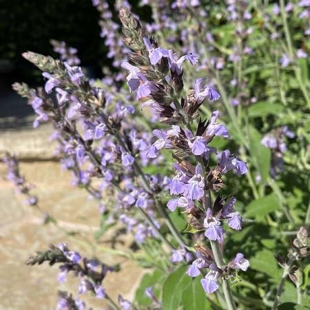 100pcs graines de fleurs de sauge violet