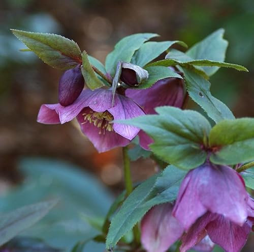 Christrose Lenzrose Red Hybrids - Helleborus orientalis - lebende Gartenpflanze aus den Baumschulen
