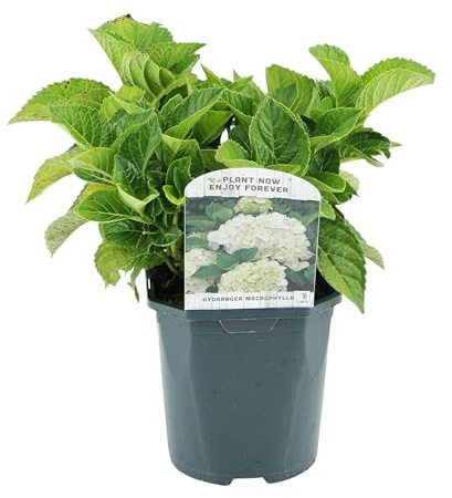 GreenboutiQ - Hortensia - Hydrangea macrophylla Bleu - Fleur Blanc - 1 Plante - Caduc - Peu d'Entretien - Pot 17cm Hauteur 30cm
