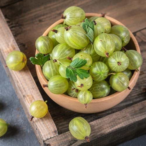 Semillas de grosella espinosa, raras semillas de grosella, exóticas resistentes 100pcs