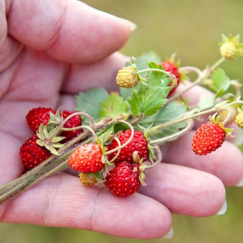 semillas de fresa silvestre orgánicas de para bancales elevados comprar fresas silvestres de zapote, resistentes de interior 60pcs