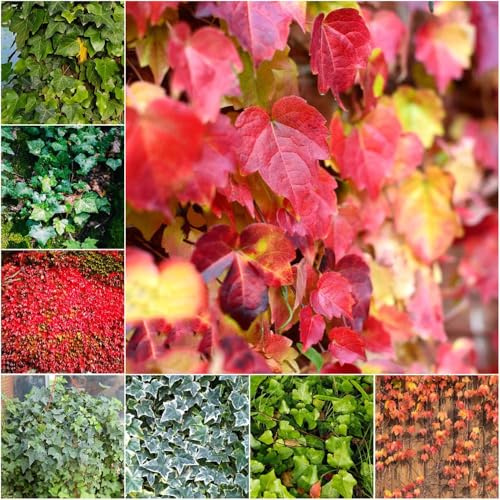 semillas de hiedra fácil cultivo de hidroponia jardín rápido crecimiento, sombra sostenible medicinales sala estar 100pcs