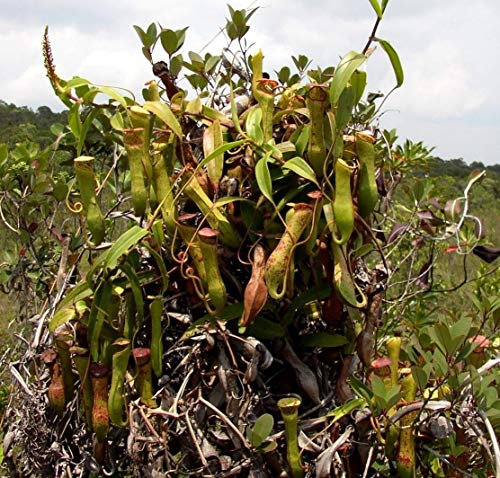 Portal Cool Cans Nepenthes Carnirous Rollier Hanging e 5 Seeds