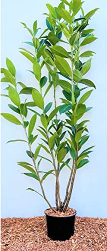 Kirschlorbeer Prunus laurocerasus Caucasica 80-100 cm immergrün Hecke | Sichtschutz, Formhecke, schnittvertraeglich, sonnig bis halbschattig, dichter Wuchs, robuste Blattpflanze