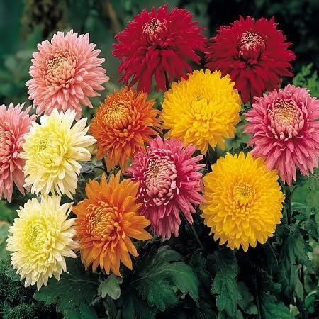 100pcs graines de fleurs de chrysanthème mélangées
