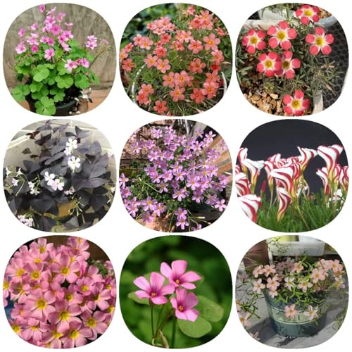 5 pz Lampadine Oxalis, Lampadine Oxalis, Bulbo da fiore a fioritura precoce Piante Per Luoghi Soleggiati Fiori Decorativi I bulbi delle piante d'appartamento fioriscono precocemente