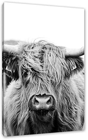 Pixxprint Highlandrind frontal in Schwarz-Weiss, Monochrome, Größe: 60x40cm, Leinwandbild, fertig gespannt, Wandbild, Dekoration, Kunstdruck, kein Poster