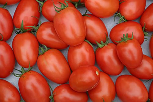100 Semi di pomodoro Roma - Varietà vigorosa e produttiva