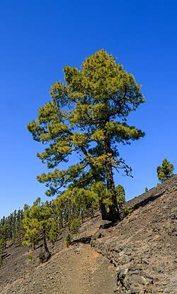 15 Kanarische Kiefernsamen - (Pinus Canariensis)