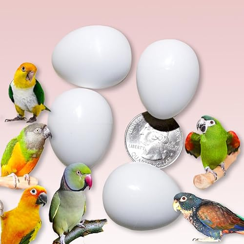 DummyEggs Plastic Small Parrot Stop Brooding Laying! 4 Solid Dummy Fake Non-Toxic White Realistic Eggs for Conure (not Green Cheek), Caique, Indian Ringneck DE Brand USA