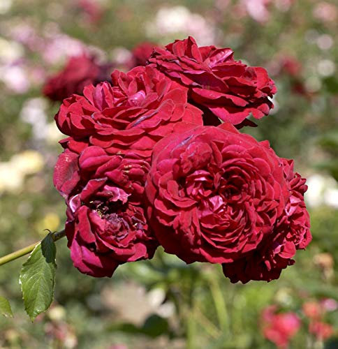 Kletterrose Naheglut® 30-60cm