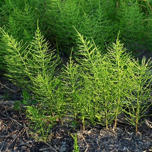 Equisetum hyemale, steingartenpflanzen winterhart wildkräuter nachhaltige produkte wasserpflanzen teichpflanzen exotische balkonpflanzen 80Samen