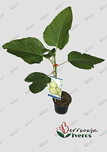 Arbol de higuera - Brevas en maceta Alt. aprox 80cm - 100 cm variedad cuello dama blanco