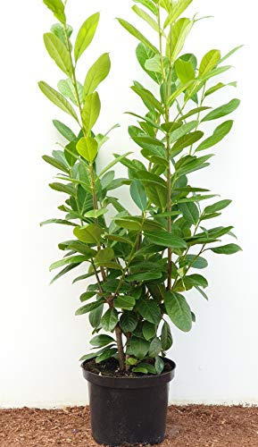 Kirschlorbeer Prunus laurocerasus Novita 80-100 cm Topf immergrün | 10er Set, dichter Sichtschutz, schnittvertraeglich, robust, sonnig bis halbschattig, ideal fuer Hecken im Garten