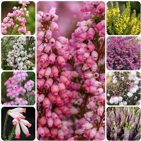 heidekraut für sonnige plätze heidekrautsamen winterharte garten wiesensaatgut, schattenpflanzen frühlingsblume gartenblumen 125samen