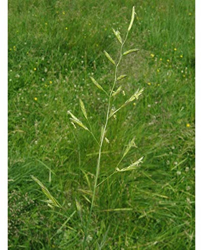 Wiesenschwingel Festuca pratensis 20 kg PARDUS Grassamen Einzelgras