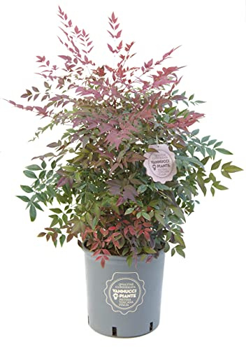 Vannucci Piante - Nandina domestica, siepe, cespugli, pianta vera in vaso (Nandina domestica 'Gulf Stream')