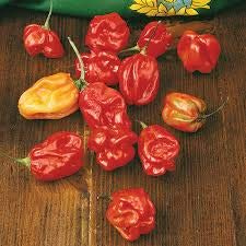 (25+) Pimiento Habanero Semi Rojo