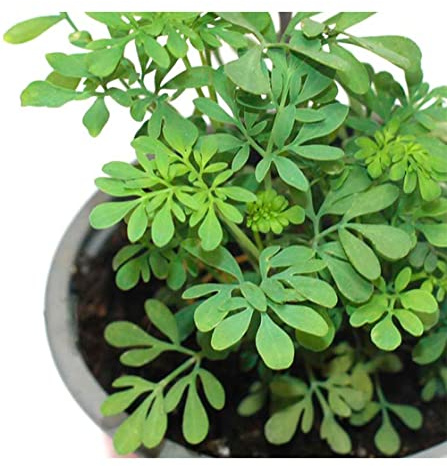 Semillas de Ruda Natural para Sembrar en Casa
