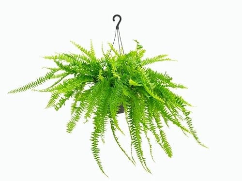 Helecho Colgador Gigante Natural Adorna tu Espacio con esta Planta Colgante