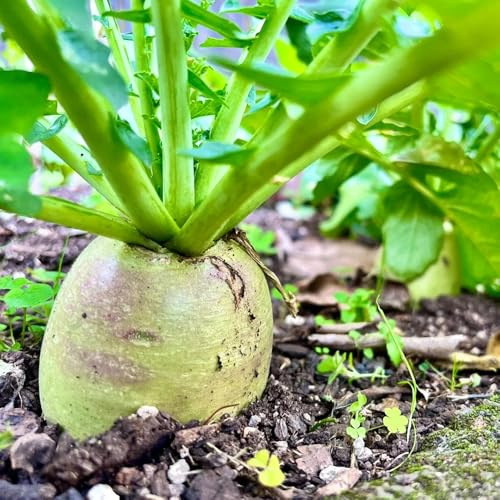 semi di ravanello biologici resistenti per il giardino ravanello, giardino roccioso sono resistenti vecchi 800pcs