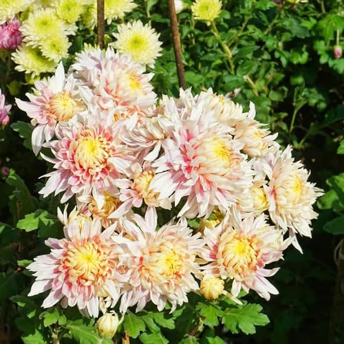 semi di crisantemo - da giardino in vaso da giardino roccioso Aiule rialzate per il Vecchie varietà resistenti decorazioni per esterni roccioso: 55pcs