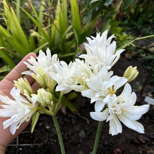 Lycoris radiata, giglio ragno, balcone interno arredamento del soggiorno bulbi resistenti, giardino giardino raro sul balcone 5bulbi