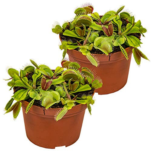 Bloomique - 2er Set - Dionaea Muscipula - Venusfliegenfalle - Fleischfressende Pflanzen - Höhe 10-15 cm - Topf 12 cm