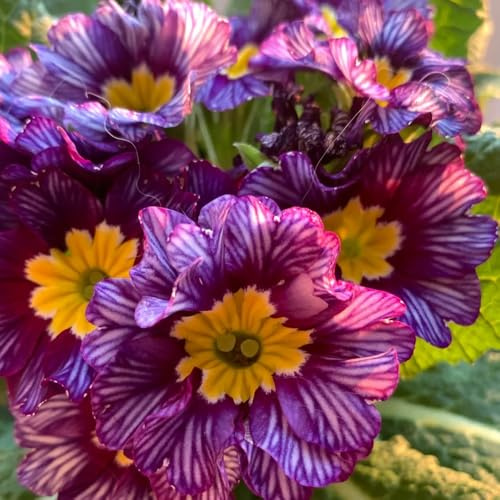 primeln - kletterpflanzen schnittblumen balkonblumen bodendecker topfpflanzen hochbeet dekoration blumenstauden deko wohnzimmer bio outdoor pflanzensamen seltene rankpflanze 750samen