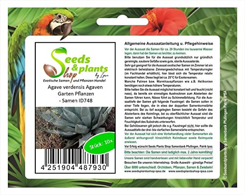 Stk - 10x Agave verdensis Agaven Garten Pflanzen - Samen ID748 - Seeds & Plants Shop by Ipsa