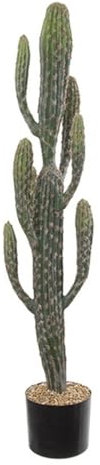 artplants.de Cactus Decorativo San Pedro Deniz, Verde, 100 cm