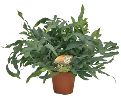 Phlebodium estrella azul - 50-60cm - Ø17cm - Planta de interior - Hojas perennes