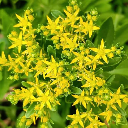 semillas de sedum resistentes - jardín de rocas, para balcón de cubresuelos 100pcs