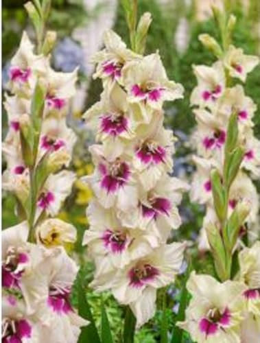 Lot de 10 Bulbes Glaïeul Amber mistique - calibre 8/10 - La Main Verte