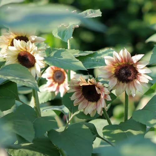 sonnenblumen sonnenblumensamen sonnenblume - kräutersamen exotische zimmerpflanzen winterharte stauden für pralle sonne kräuterpflanzen blumenwiesensaat schnittblumen pflanzendeko 60samen