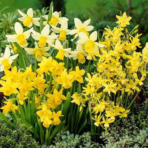 50 x Dwarf Rockery Mixed Daffodil Bulbs for Planting Now - Mini/Miniature Daffodils Narcissus/Narcissi Mixed Bulbs - Spring Flowering Bulbs - Ready to Plant Now