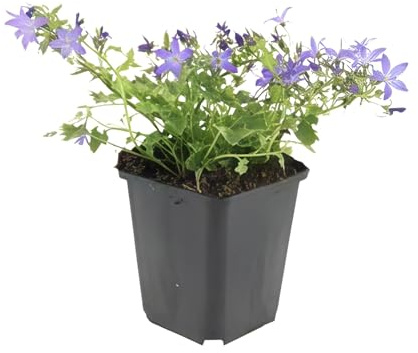 Trendyplants Campanula poscharskyana 'Stella' - 40 piante - Campanula - Rustico - Altezza 10-25 cm - Dimensione del vaso Ø9 cm